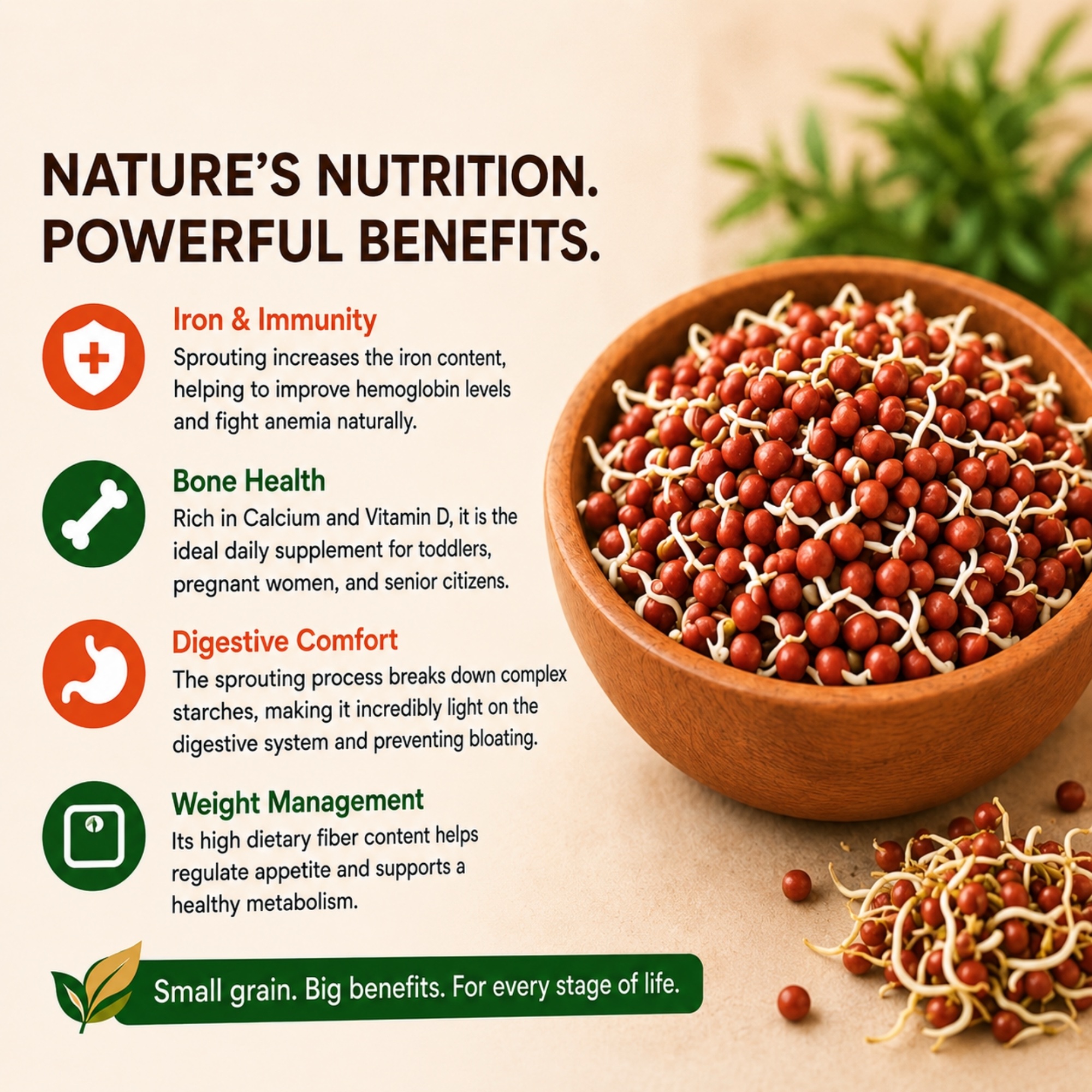 Sprouted Ragi Powder - Image 3